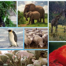 Ζωικό βασίλειο